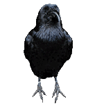 nihthrōc hræfncynn