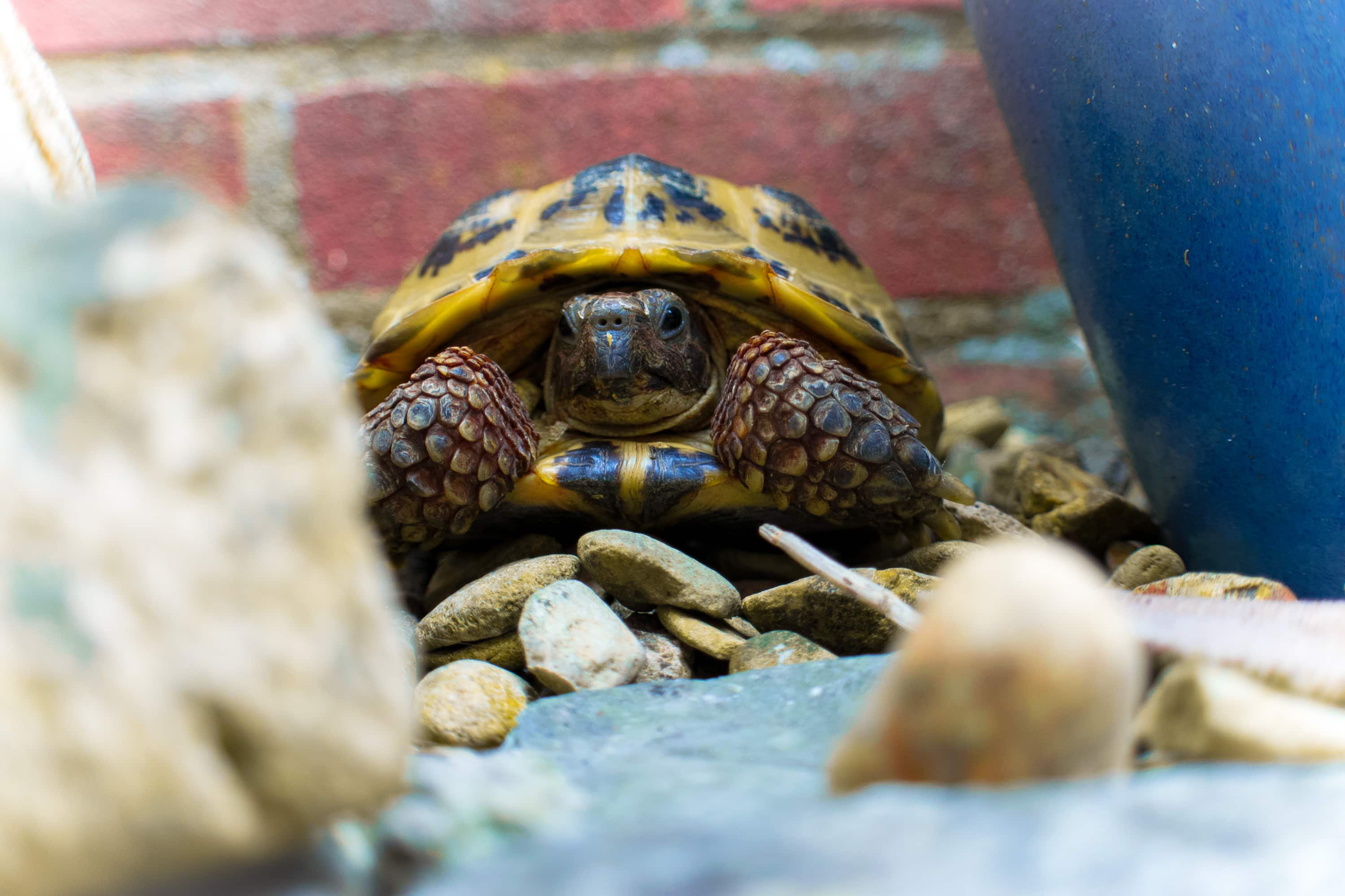 tortoise