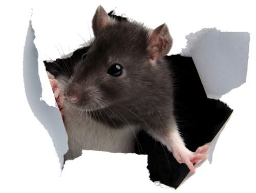 rat city