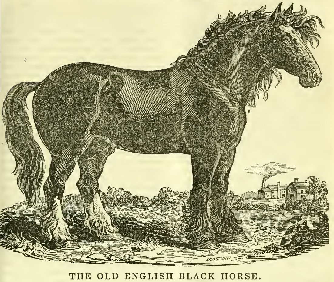 Old_English_Black