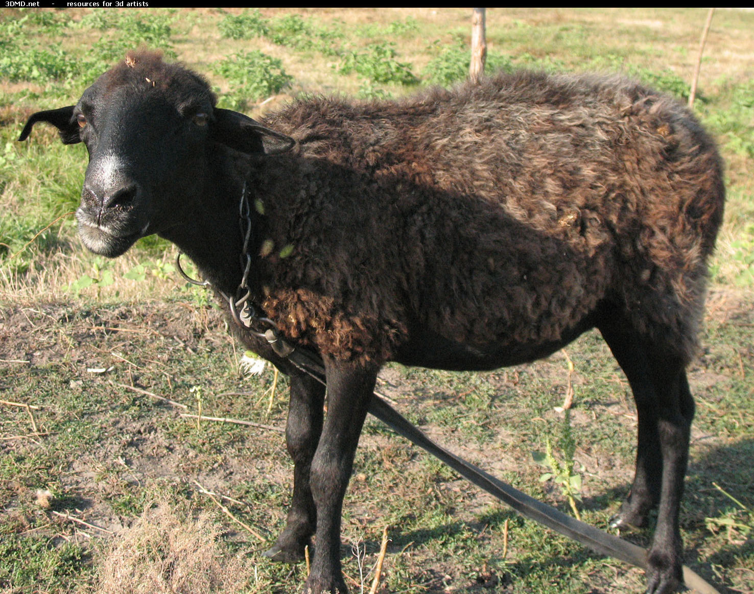 brown_sheep_photo_16